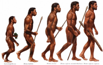 Homo sapiens sapiens (Taxonomia).jpg